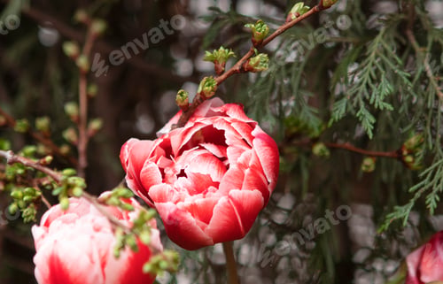 Preview: Red tulips flowers in the garden