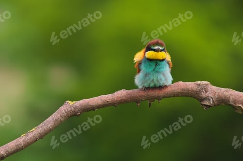 Preview: European Bee-Eater - Merops Apiaster on a branch , exotic colorful migratory bird
