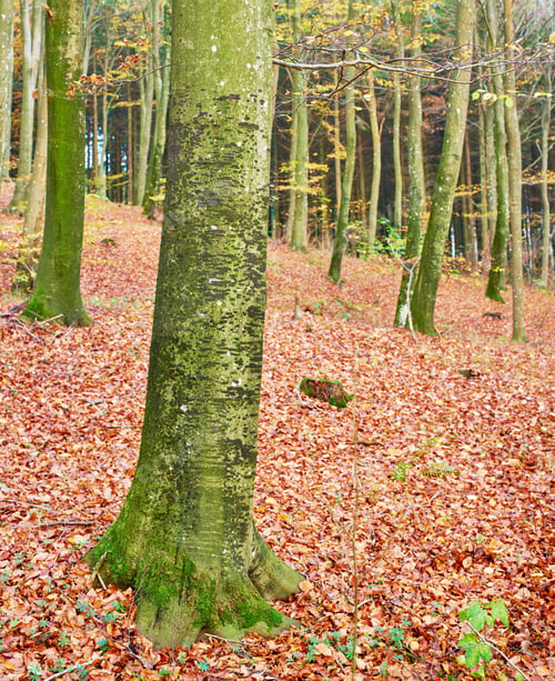 Preview: Forest beauty