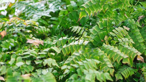 Preview: Closeup image of Fern leaves in the garden
