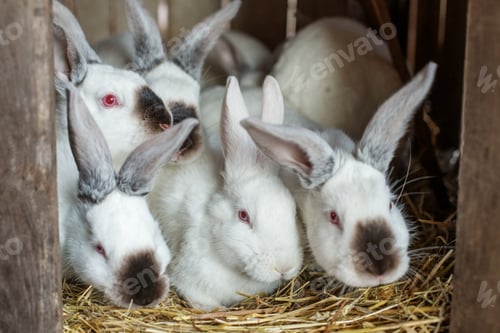 Preview: Many young white and black rabbits with their mother in cage. Life on farm.