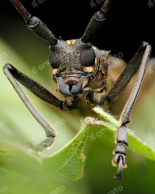 Preview: long horn beetle