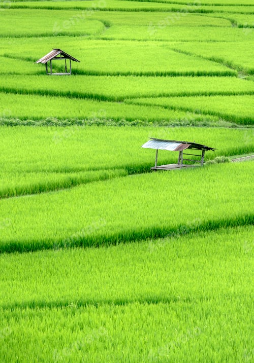 Preview: Beautiful Green Terraced Rice Field