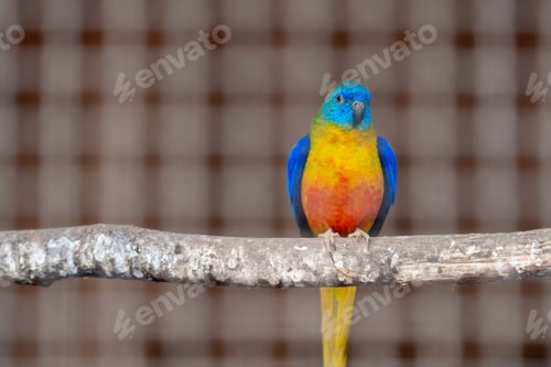 Preview: Closeup portrait of a Turquoise parrot sitting on a branch on blurry background