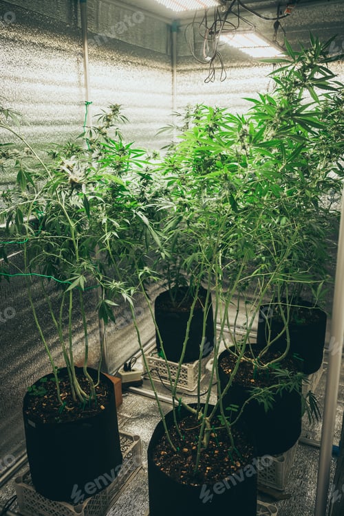 Preview: Commercial hemp farming in a greenhouse. Industrial hemp grown to produce CBD oil