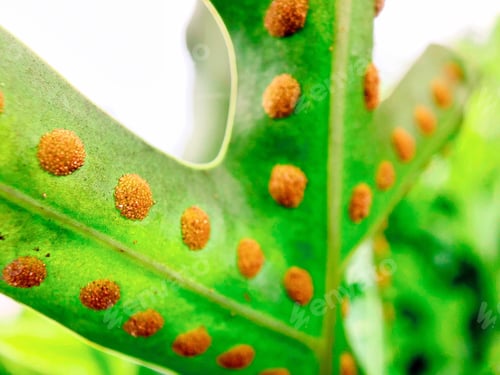 Vista previa: Spores on leaf closeup macro shot