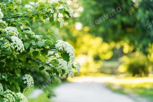 Preview: White beautiful blooming flowers in the spring sunny day in the park