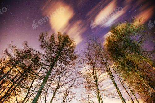 Preview: Starry sky through the trees