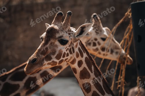 Preview: Two giraffes standing side by side.