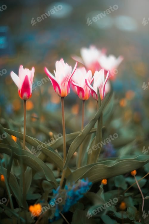 Preview: blooming red-white tulips on a blurred background. natural background