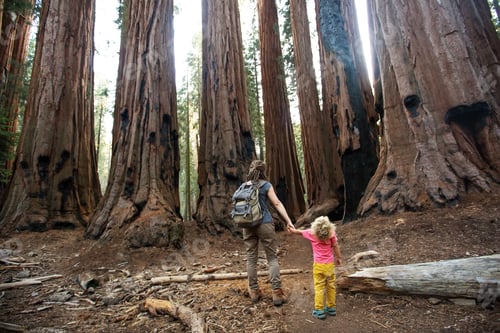 Preview: Family With Boy Visit Sequoia National Park In California, Usa