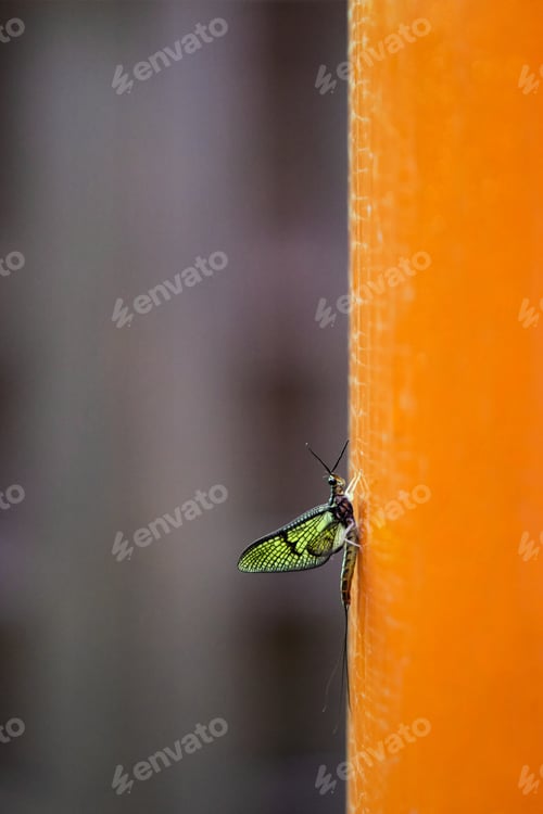 Preview: Green drake mayfly, Ephemera danica, at Fushimi Inari Taisha, Kyoto, Japan.