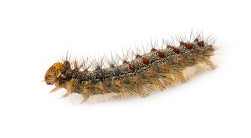 Preview: Gypsy moth caterpillar - Lymantria dispar
