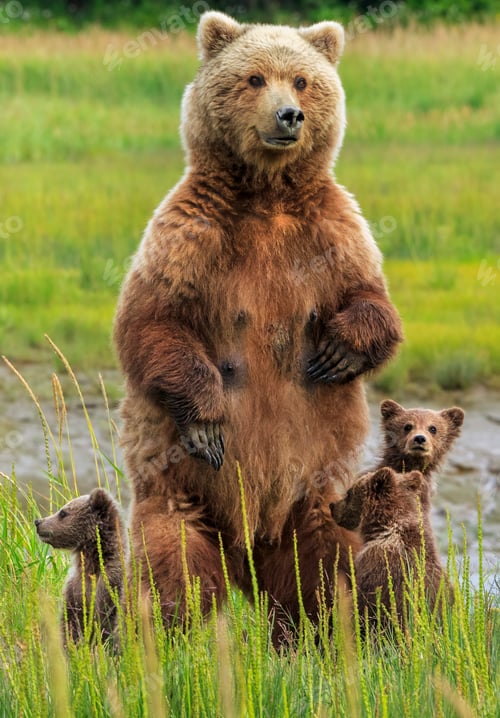 Preview: Brown bear sow and cubs, Lake Clark National Park, Alaska, USA