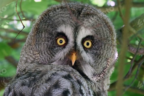 Preview: Great grey owl (Strix nebulosa)