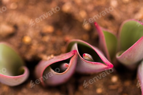 Preview: Tulips