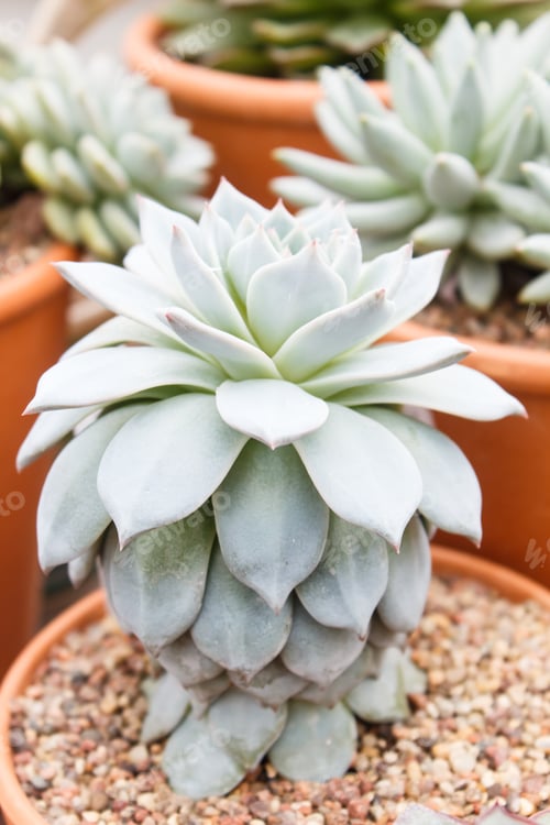 Preview: beautiful succulent plant in greenhouse