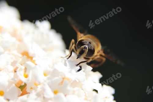 Preview: A wasp close up