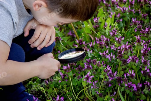 Preview: the boy looks at the flower through a magnifying glass