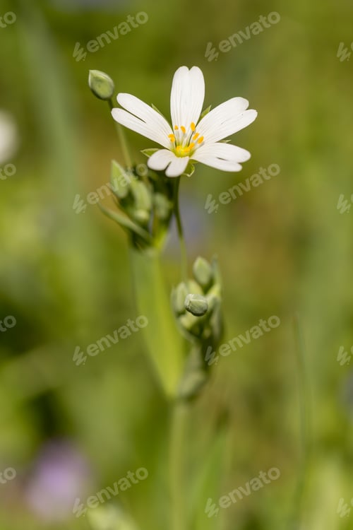 Preview: Spring white meadow flower Stellaria holostea