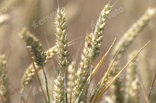 Preview: Closeup shot of wheat grains