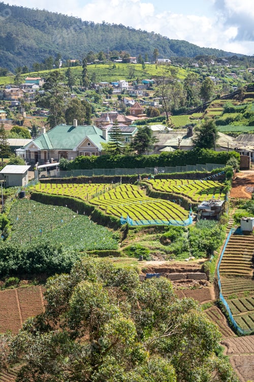 Preview: Landscape view of Nuwara Eliya with tea plantations in mountains of Sri Lanka