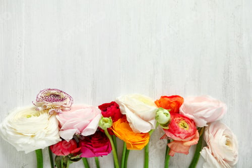 Preview: Beautiful ranunculus flowers and space for text on wooden background, flat lay