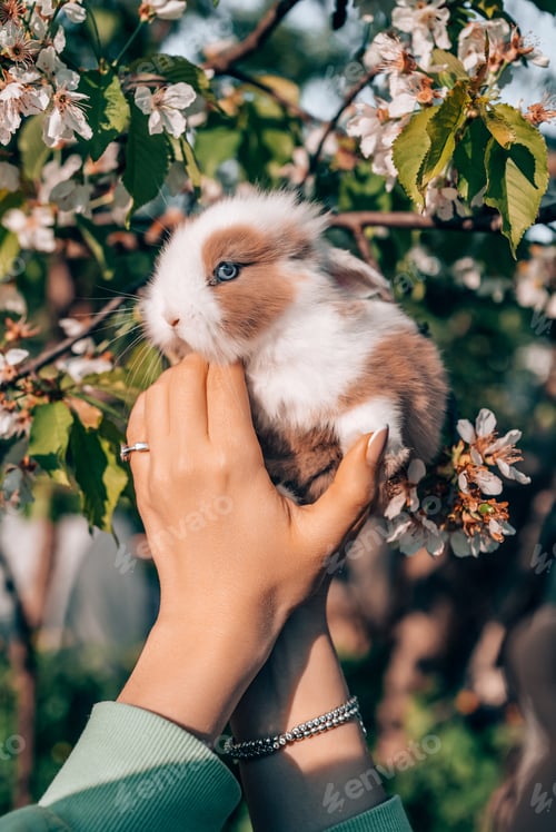 Preview: Cute little baby rabbit in hands on blooming spring tree background. Easter bunny symbol.
