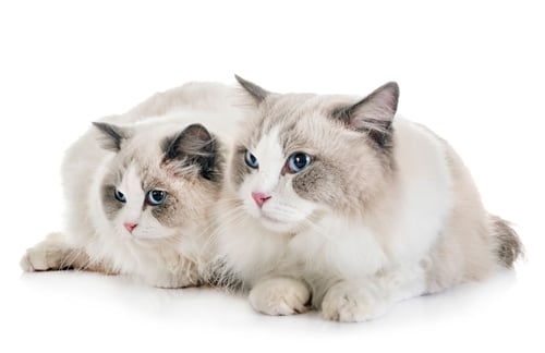 Preview: ragdoll cats in studio