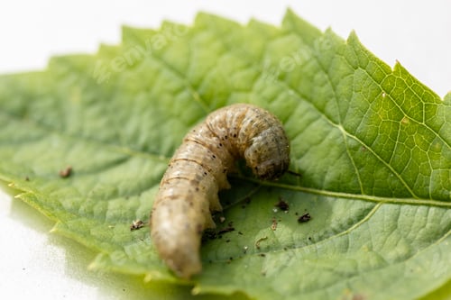Preview: Winter pest insect pest Agrotis segetum