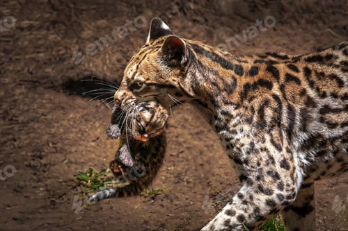 Preview: Mother Ocelot Carrying Baby on its mouth (Leopardus pardalis)