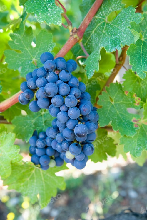Preview: Bordeaux grapes, Gironde, France