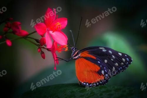Preview: Vibrant orange butterfly is perched atop a pink flower with white dots