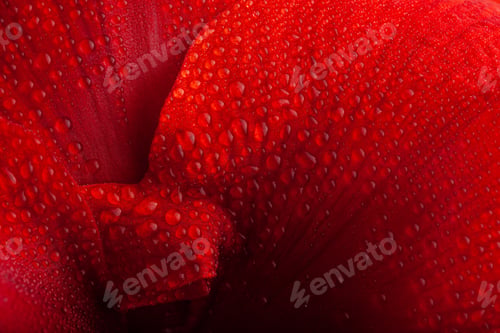 Preview: red winter christmas flower amaryllis Merry Christmas closeup