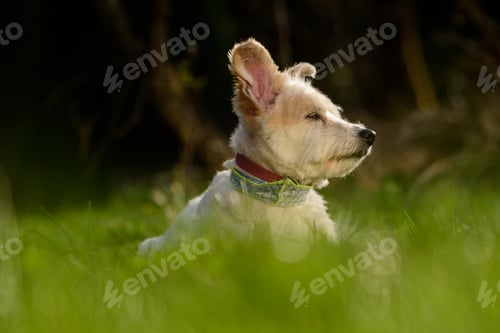 Preview: Cute white dog