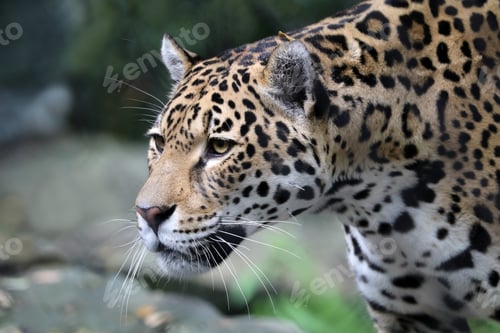 Vorschau: Jaguar