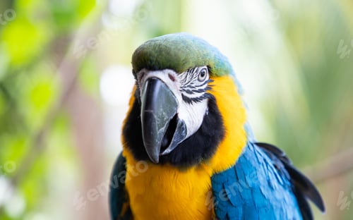 Preview: beautiful Blue-and-Yellow Macaw in rainforest