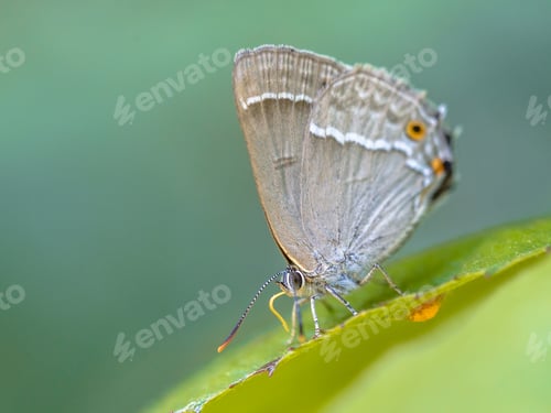 Preview: Purple hairstreak butterfly