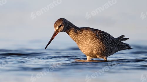 Preview: Spotted redshank (Tringa erythropus)