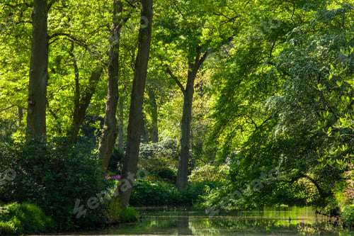 Preview: Pond, trees and green grass in a public park