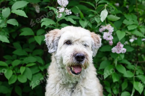 Preview: Cute smiling South Russian Shepherd Dog for a walk in a summer park on a background of lilac bushes.