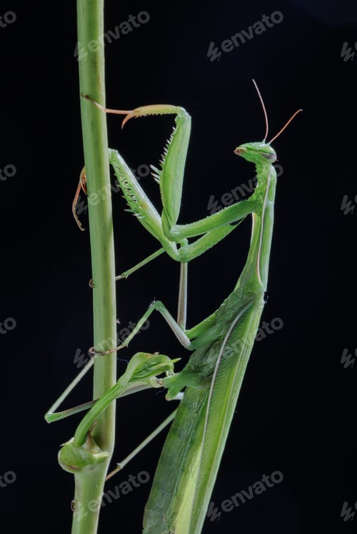 Preview: Praying mantis on a stem in macro focus, highlighted against a dark background.