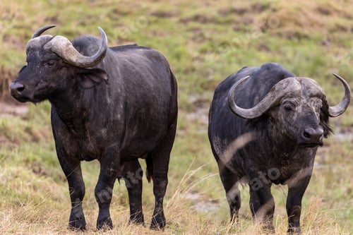 Preview: African Buffalo Wildlife Wild Animals Sub Saharan Bovine Kenya East Africa