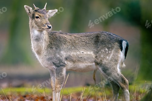 Preview: Young deer in a forest clearing
