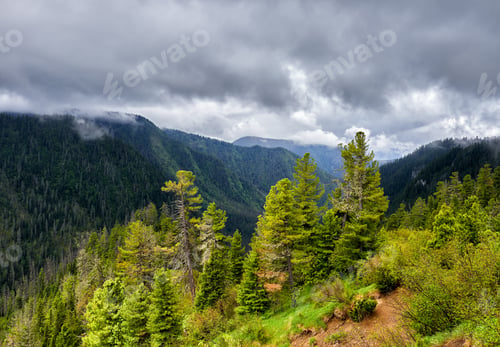 Preview: Plot of Forest on Mountainside lluminated by Sun in Overcast
