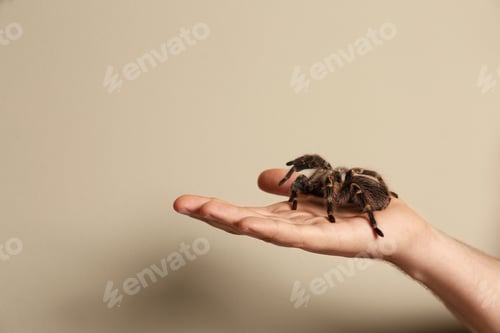 Preview: Man holding striped knee tarantula on beige background, closeup. Space for text