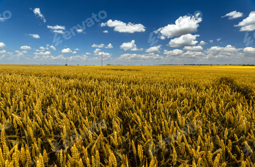 Preview: Wheat field. Ears of ripe wheat in the field.