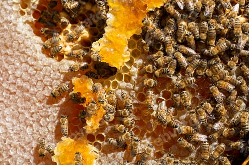 Preview: Beekeeping, freshly hatched honeycombs with bees from the beehive. Honey and bee.