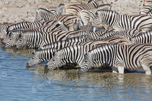 Preview: Burchell's zebra, Equus quagga burchellii, standing in watering hole drinking.