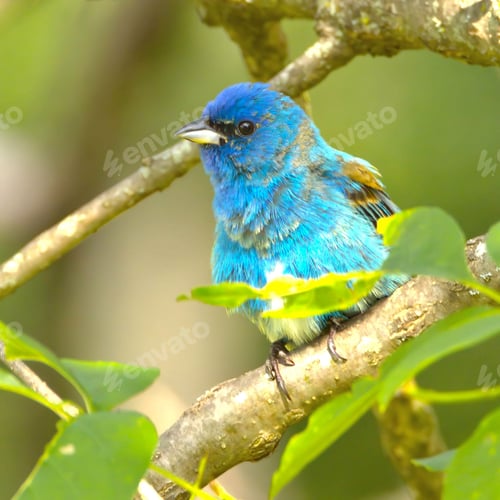 Preview: Vibrant Indigo Bunting perched on a tree branch surrounded by green leaves.